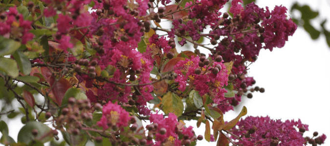 a crape myrtle tree