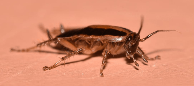 A cockroach on a person's skin.