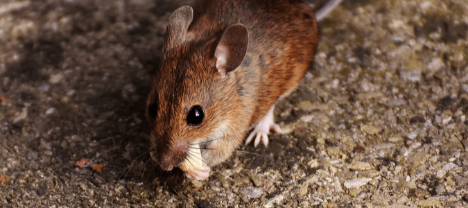 a house mouse nibbling on a piece of food