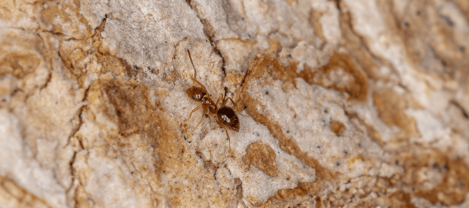 a rover ant climbing up a tree