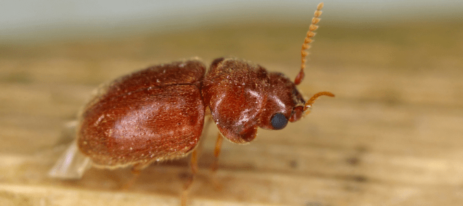 a cigarette beetle on a piece of wood