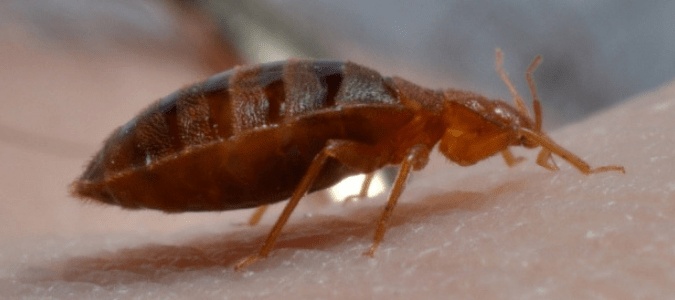 a bed bug on skin