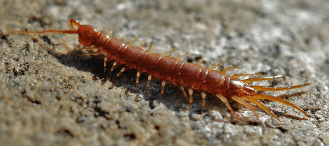 a centipede