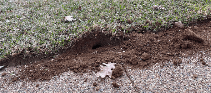 a mole hole