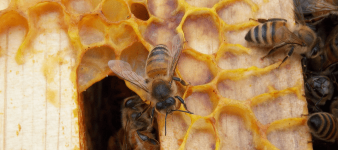 bees on a piece of wood