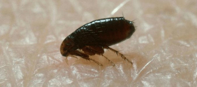 a cat flea on a human