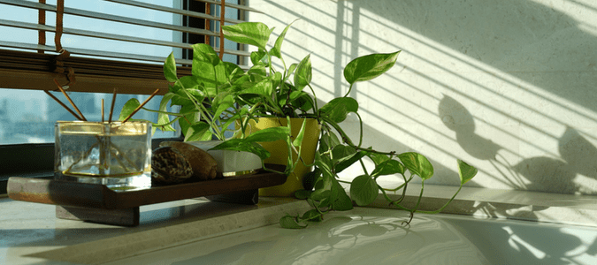 a plant near a window in a humid home