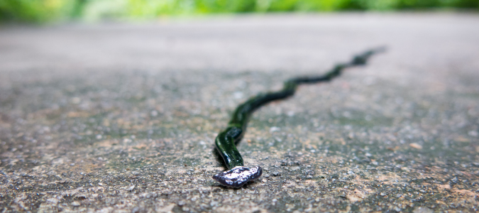 a hammerhead worm on a driveway