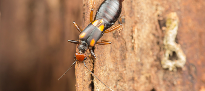 an earwig