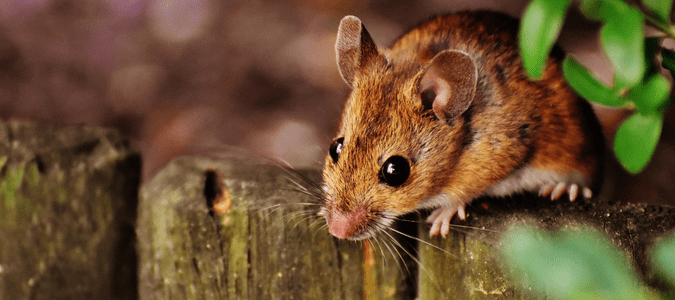 brown mouse outside on wooden garden border