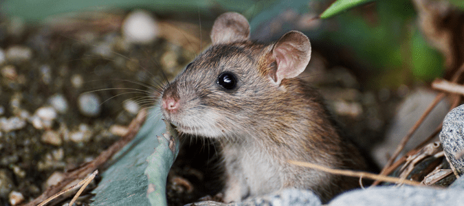 mouse peeking from dirt hole