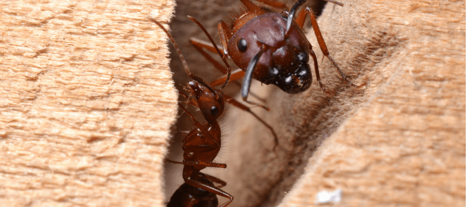 a carpenter ant