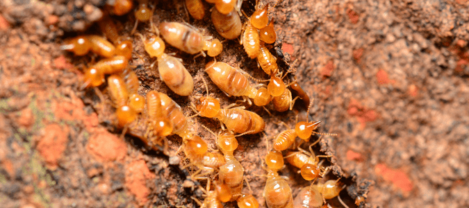 reddish brown termites