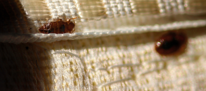 a bed bug on a bed