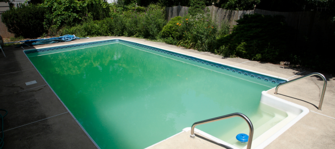 green algae in a pool