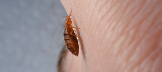 a bed bug on an egg