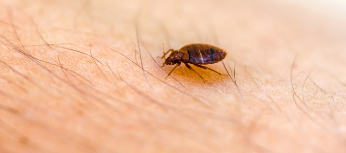 a bed bug on skin