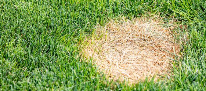 a brown patch of grass