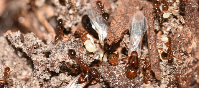 flying fire ants