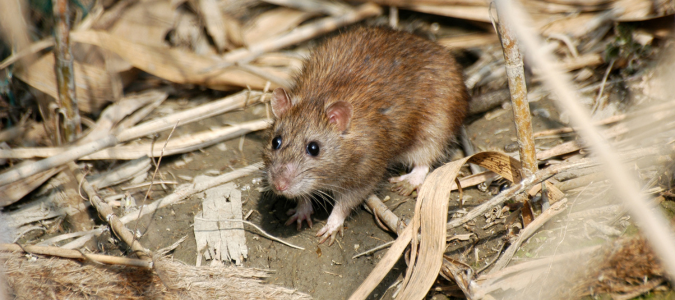 a Norway rat on the ground