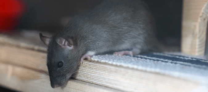 a rat on a windowsill