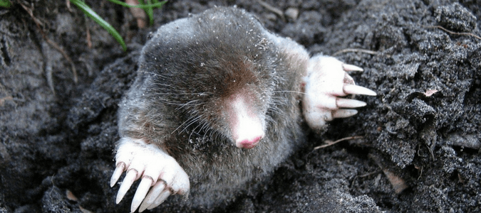 a mole