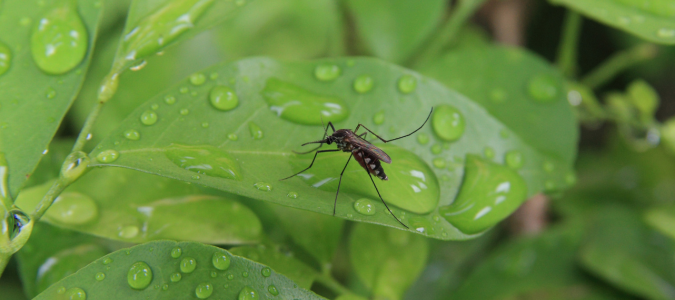 a mosquito on a leaf