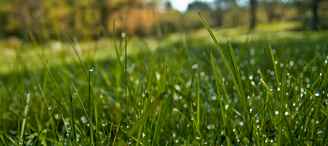 wet grass