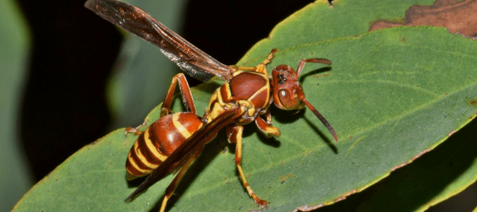 a wasp on a leaf