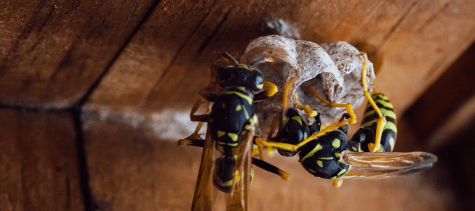 a yellowjacket