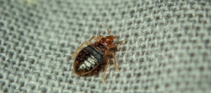 a bed bug on a sheet