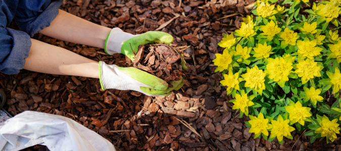 a garden bed