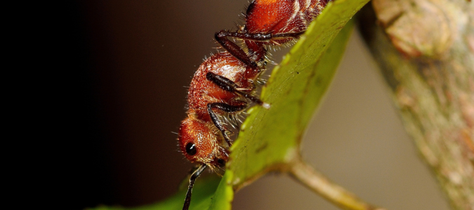 a tawny crazy ant on a leaf