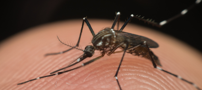 Aedes mosquito