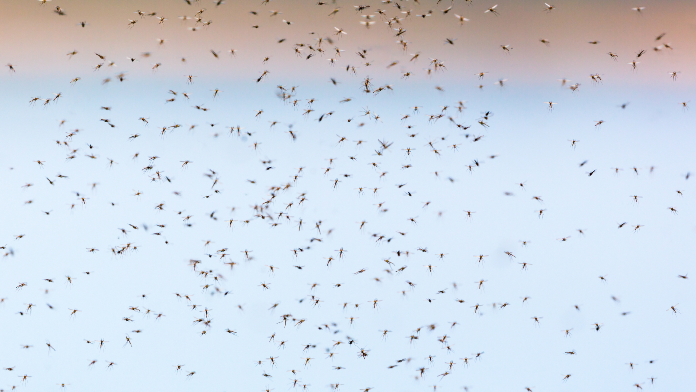 mosquitoes - Houston, TX