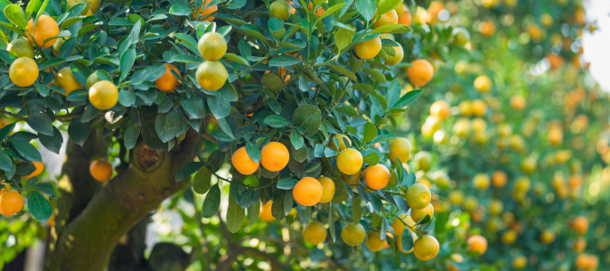 a citrus tree