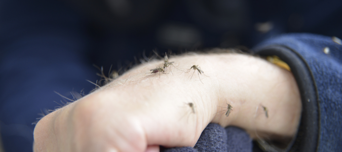 mosquitoes on a person's arm