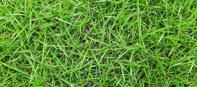 Zoysia grass