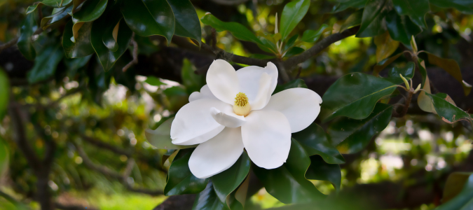 southern magnolia tree