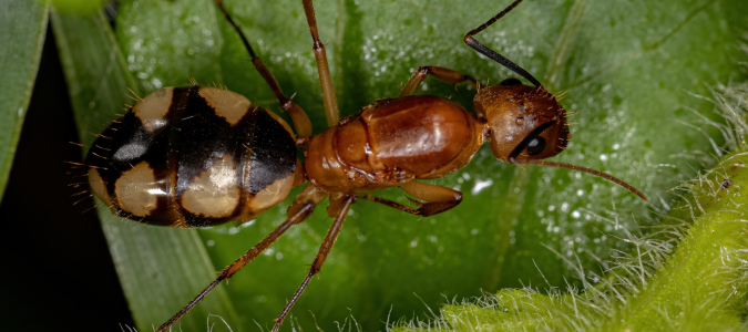 a carpenter ant queen