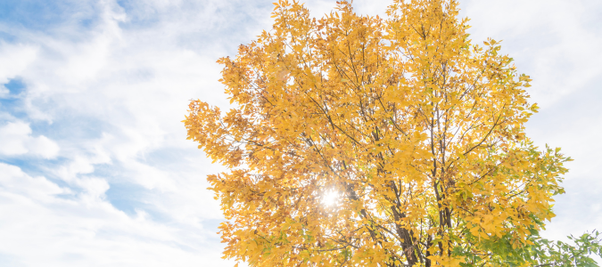 cedar elm tree