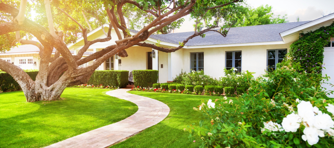 a tree in a yard