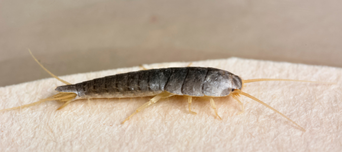 a silverfish