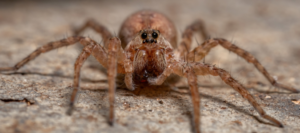 Wolf Spider Size: How to Identify These Arachnids | ABC Blog