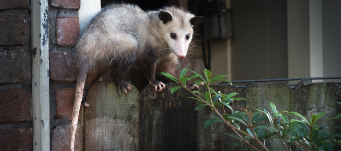 an opossum