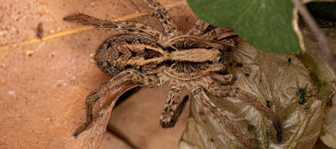 a wolf spider