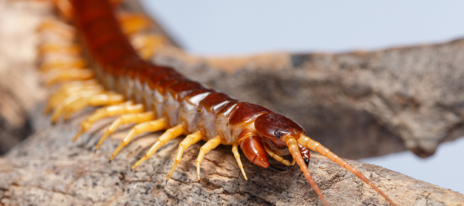 a centipede