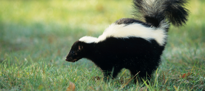 a skunk