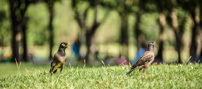 birds in yard