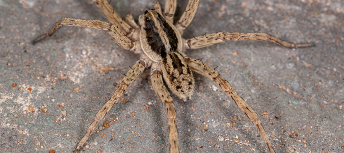 a wolf spider